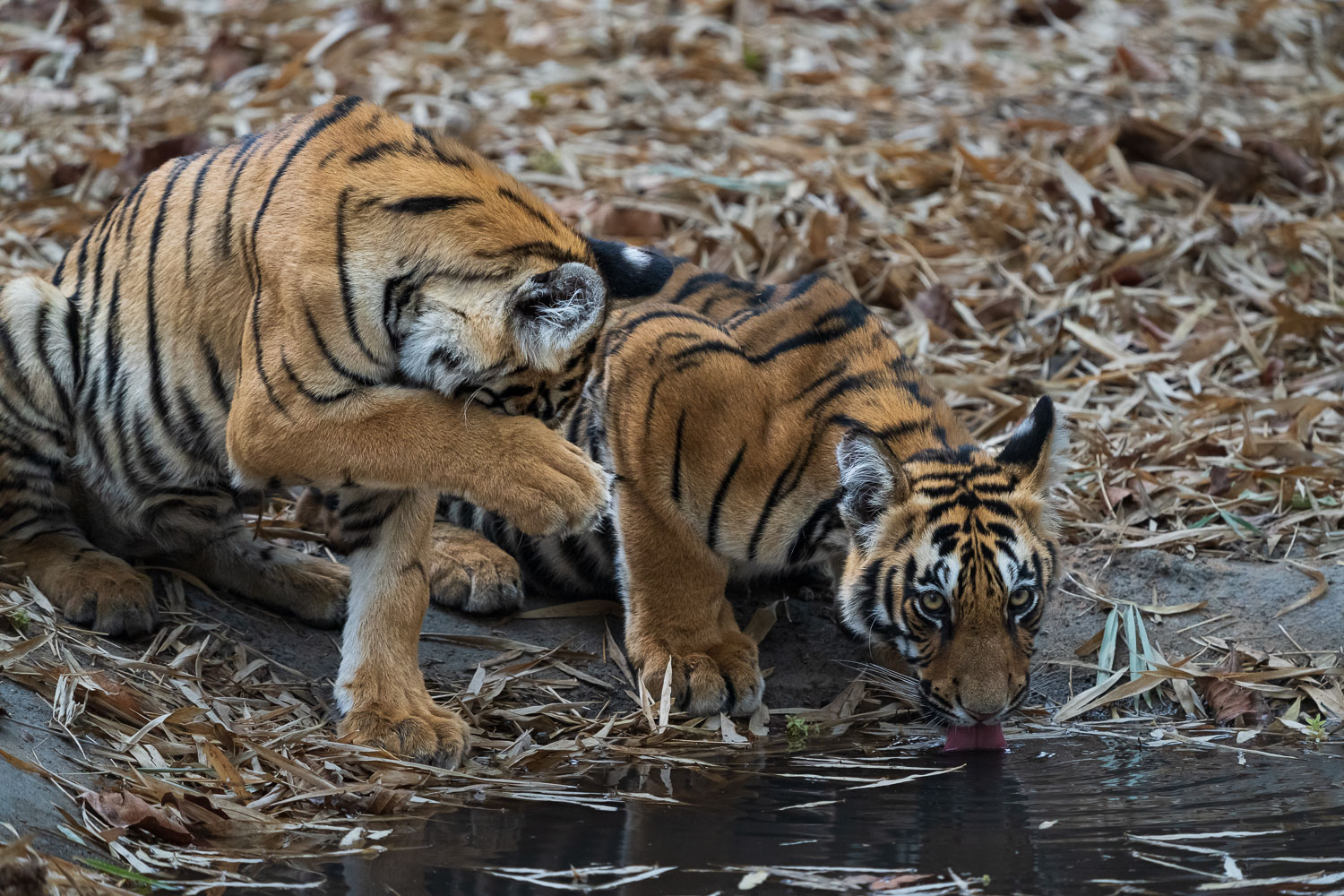 Tiger-Fotoreise-Indien-12