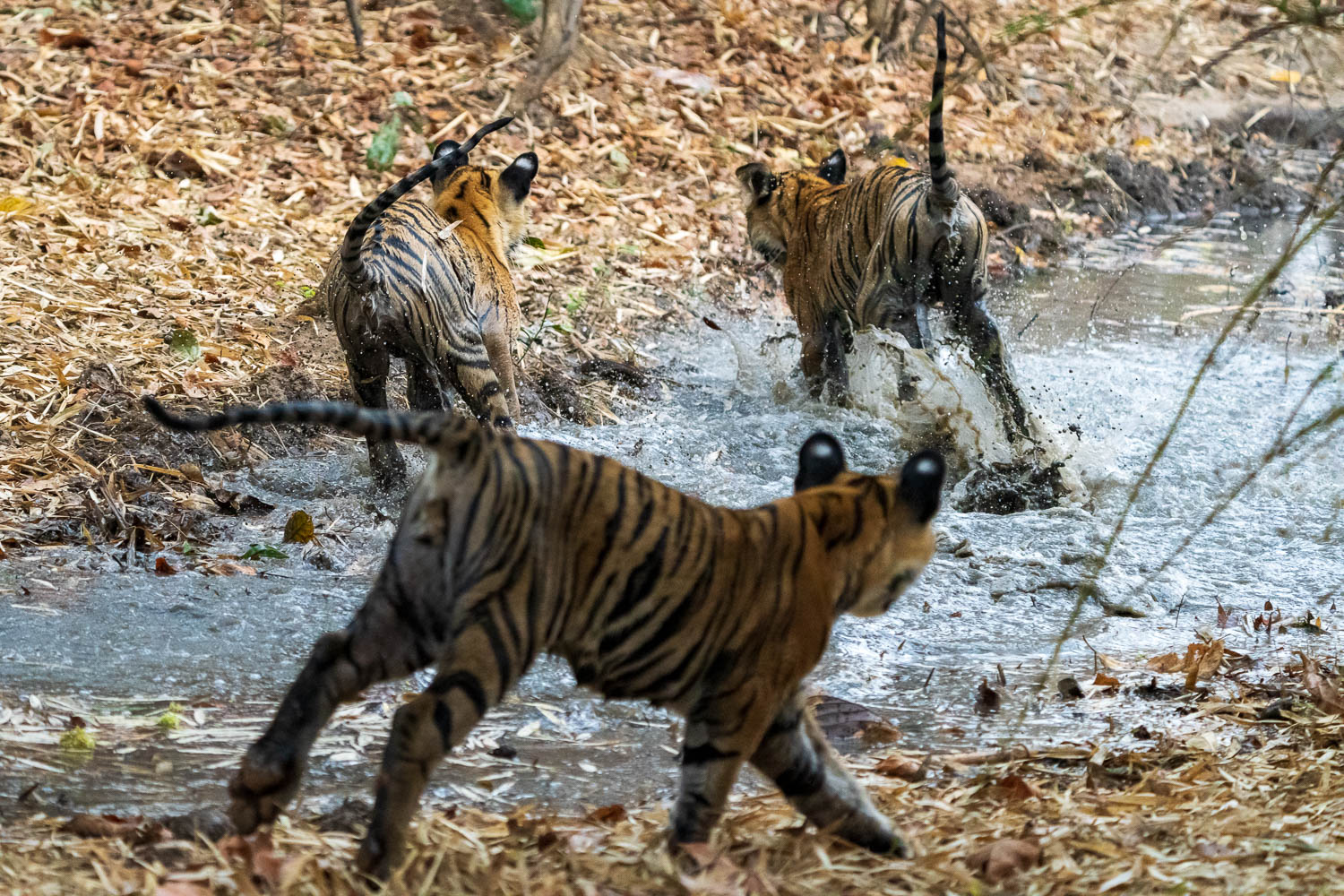 Tiger-Fotoreise-Indien-13
