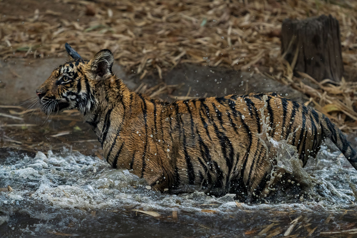 Tiger-Fotoreise-Indien-14