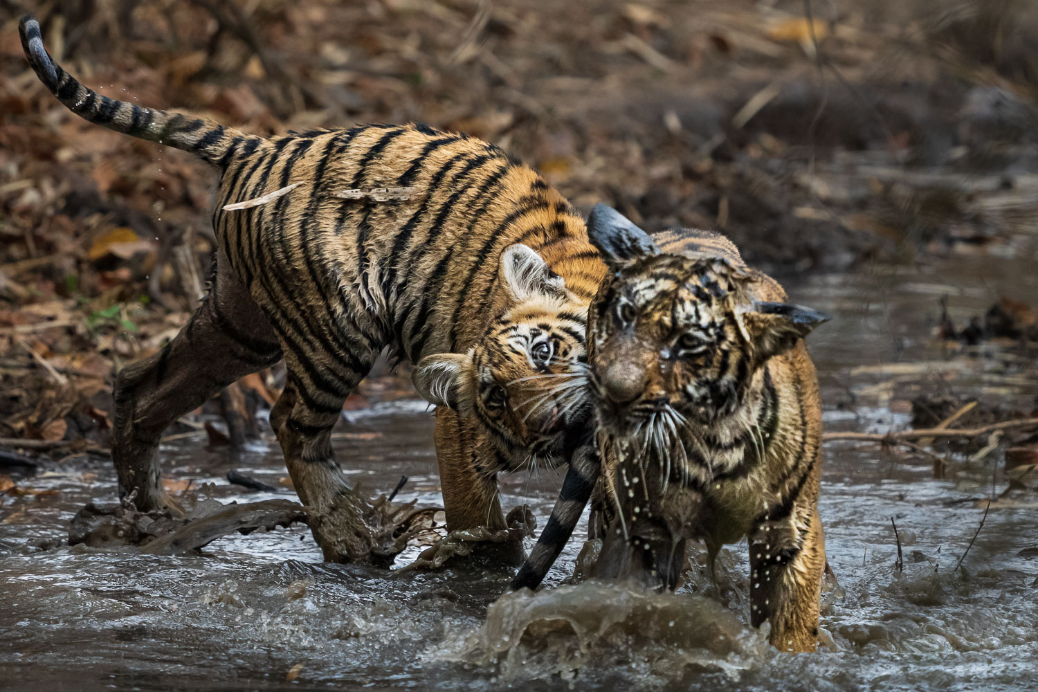 Tiger-Fotoreise-Indien-2