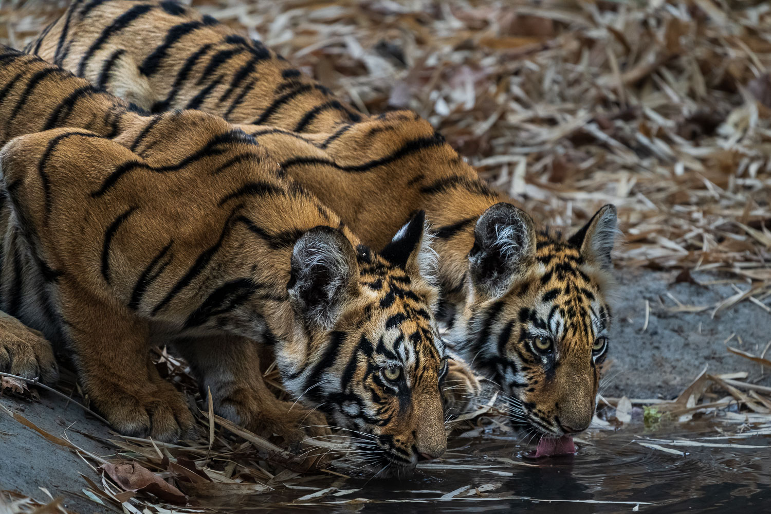 Tiger-Fotoreise-Indien-3