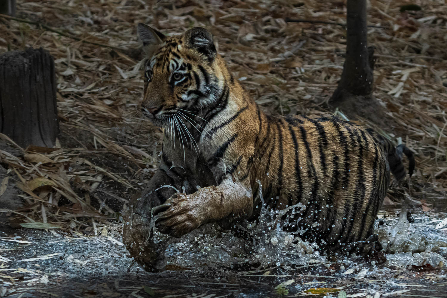 Tiger-Fotoreise-Indien-4
