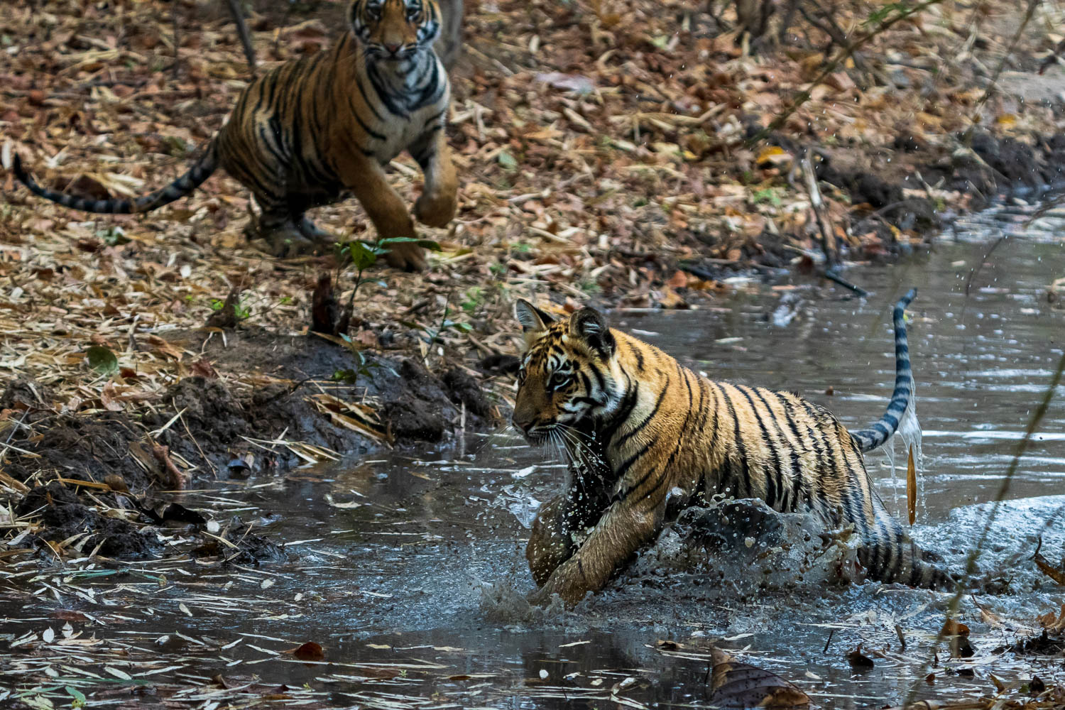 Tiger-Fotoreise-Indien-5