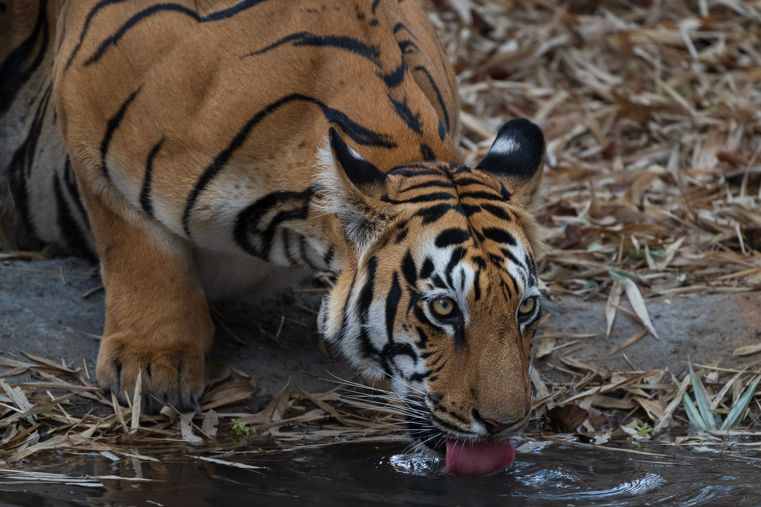 Tiger-Fotoreise-Indien-6