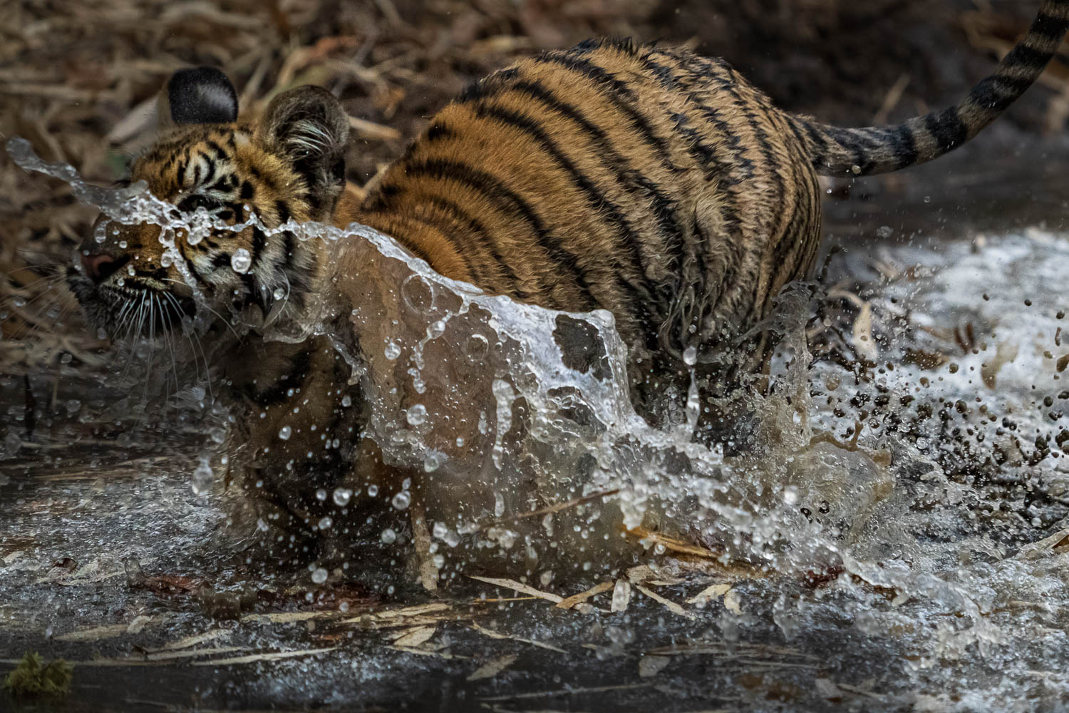 Tiger-Fotoreise-Indien-8