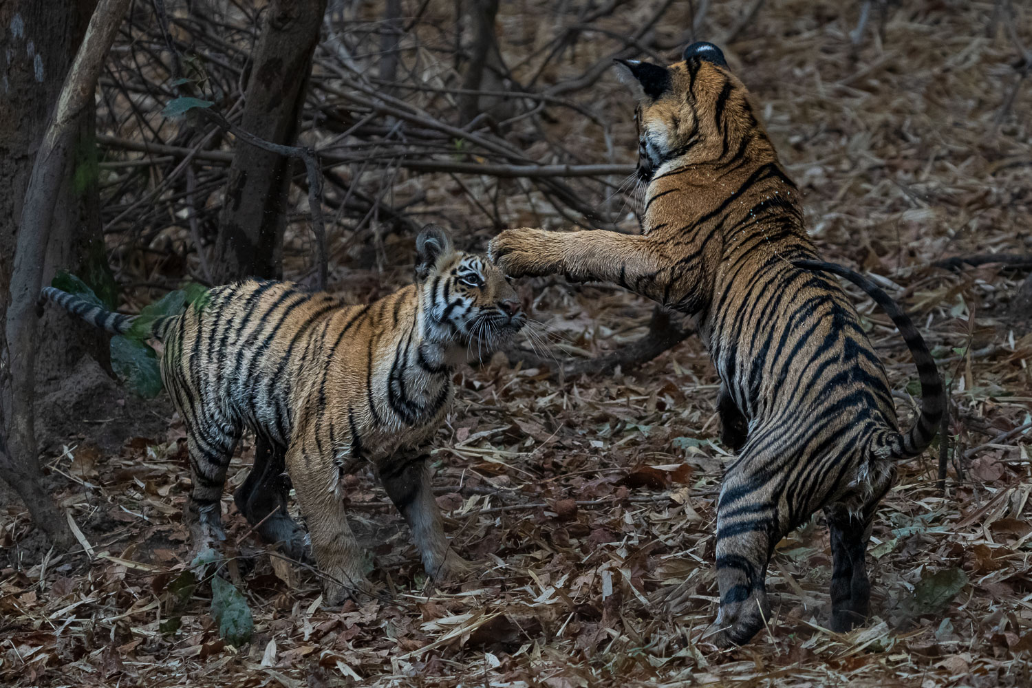 Tiger-Fotoreise-Indien-9