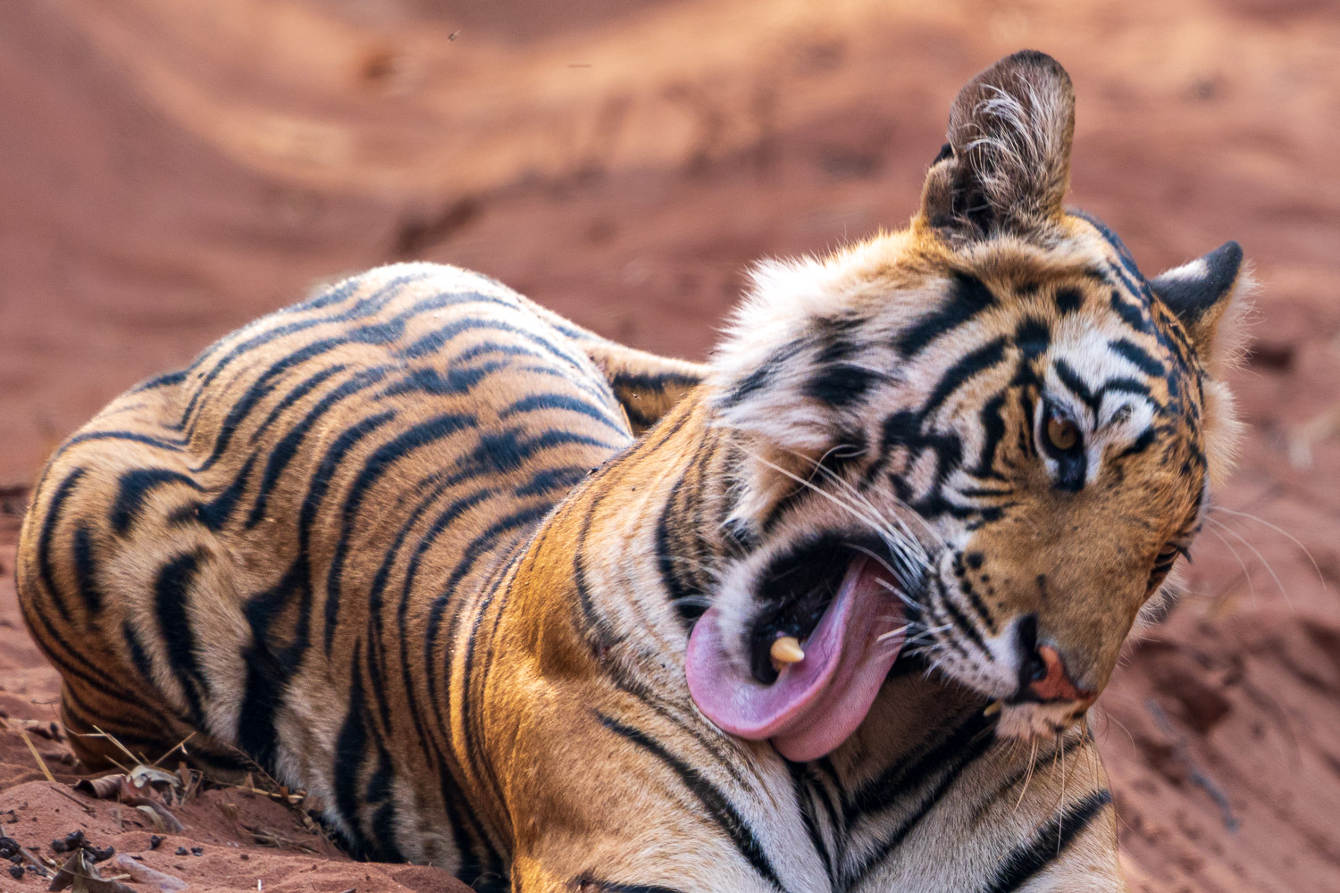 Tiger-Fotosafari-Indien-3