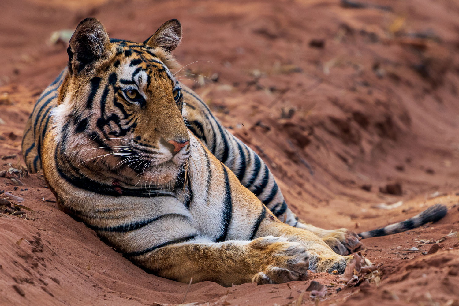 Tiger-Fotosafari-Indien-4