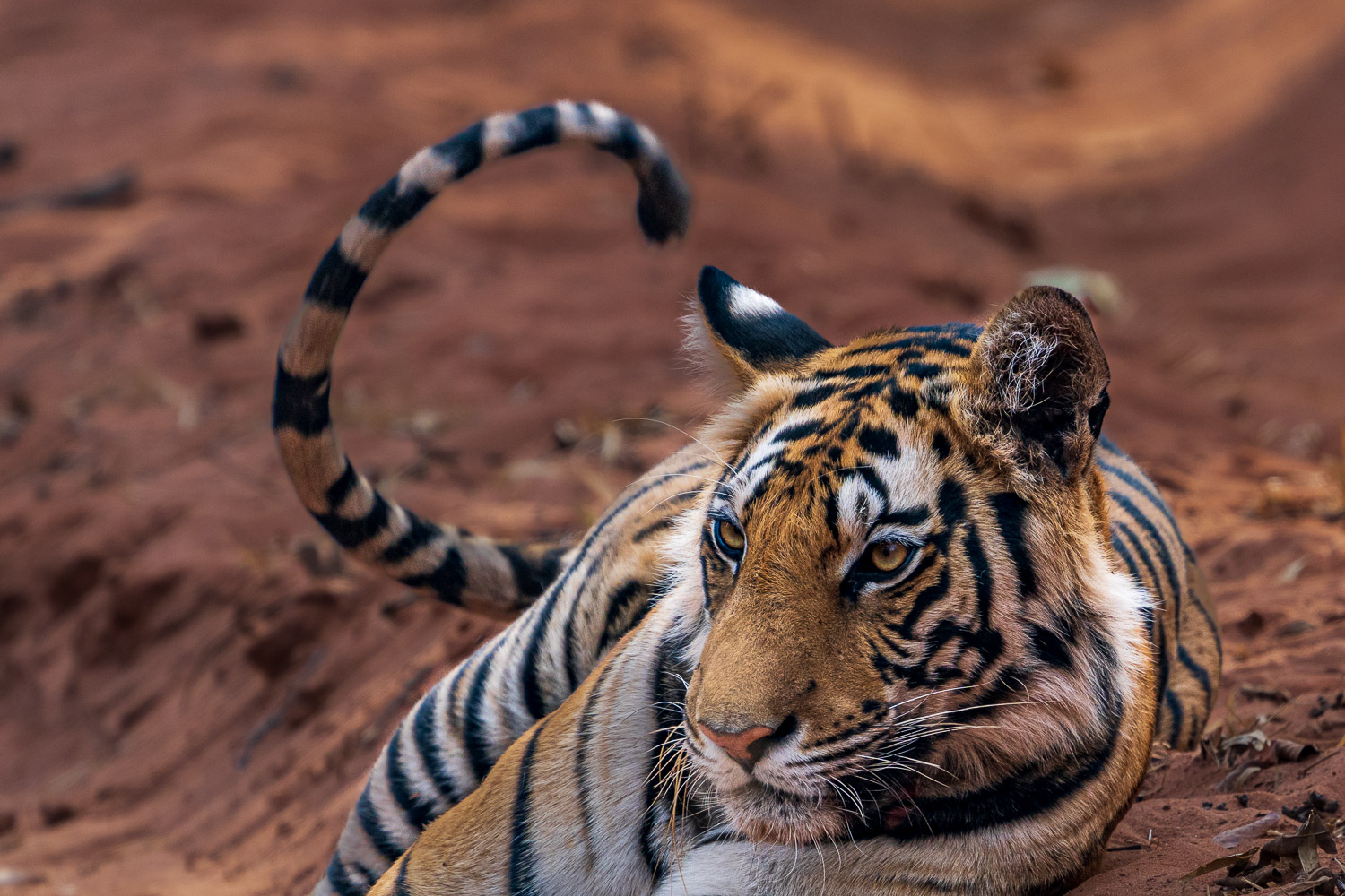 Tiger-Fotosafari-Indien-5
