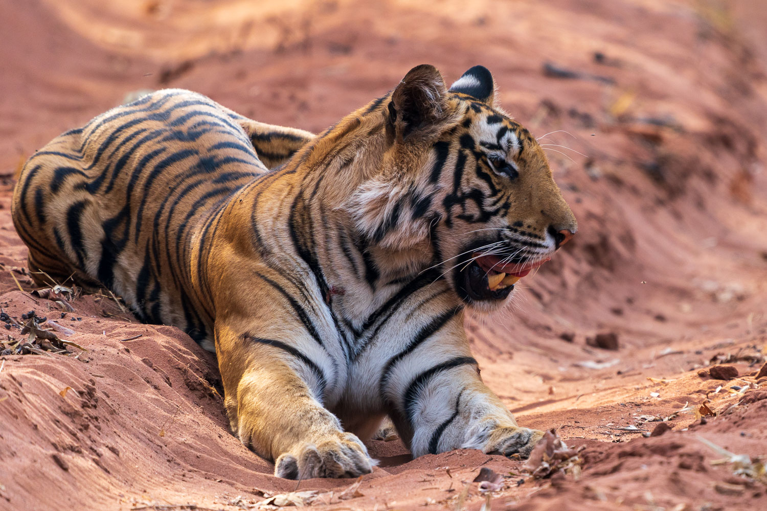 Das Fazit meiner neuen Tiger-Safari lautet: Sie ist äußerst erfolgreich, angenehm, interessant und professionell gelaufen.