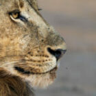 Der vorletzte Tag unserer Sambia-Fotosafari