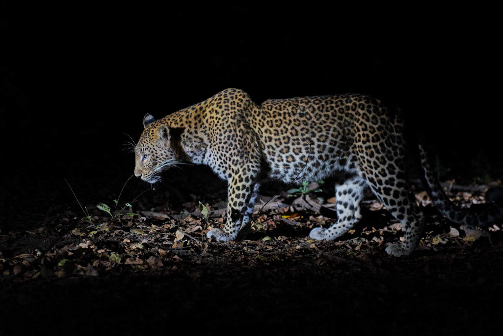 Ein Leopard hatte eine Impala getötet und seine Beute wurde ihm von einer Hyäne gestohlen. Fotoreise durch die Wildnis Sambias.