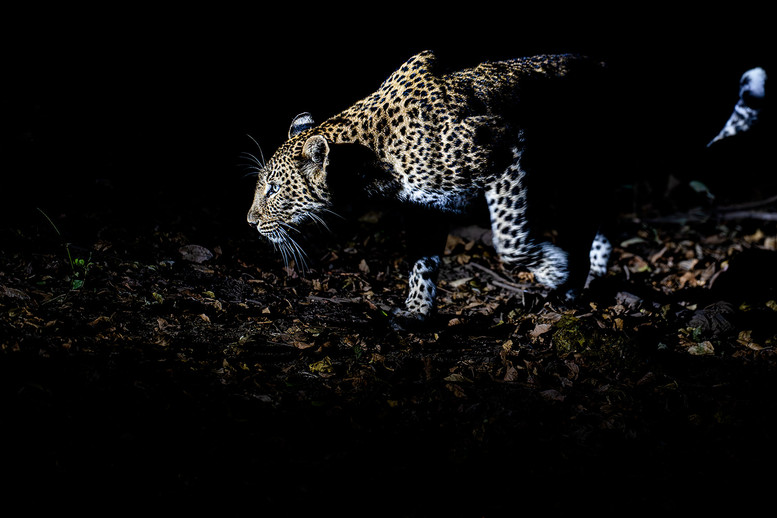 Leopard schleicht sich an in Sambias Lower Zambezi Nationalpark. Fotografiert auf einer Fotoreise mit Benny Rebel Fotosafaris GmbH.