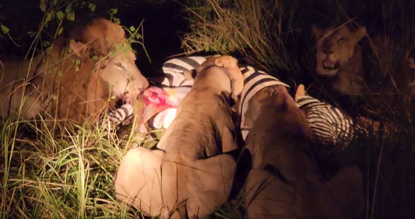 Loewenfamilie-Sambia-Fotosafari Die Löwen haben gerade ein Zebra getötet und wir haben das Naturspektakel live miterlebt. Fotoreise durch die Wildnis Sambias.