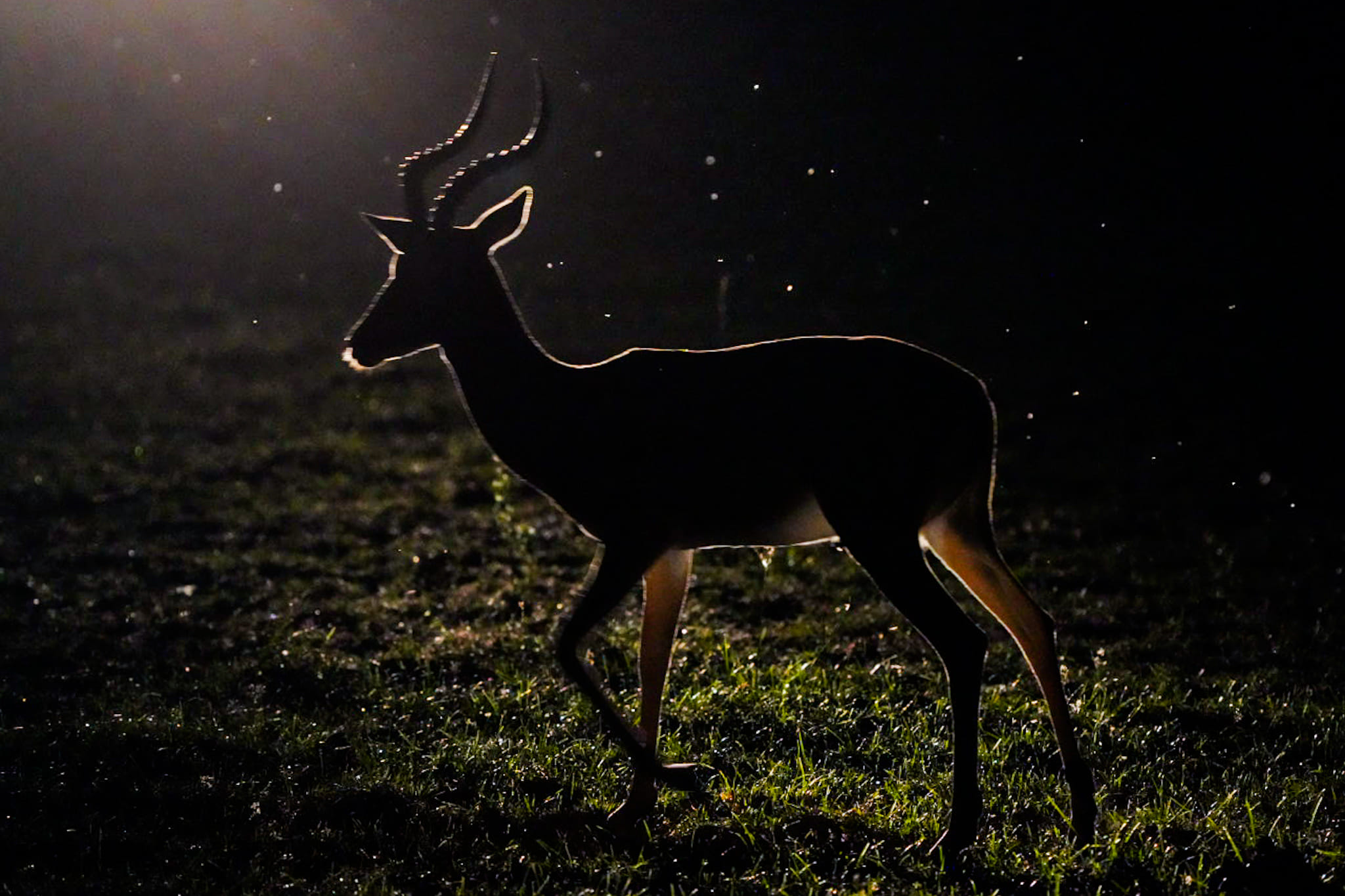 Wir fotografieren des Öfteren mit indirektem Licht, wie es auf dem hier gezeigten Foto zu sehen ist. Fotoreise durch die Wildnis Sambias.