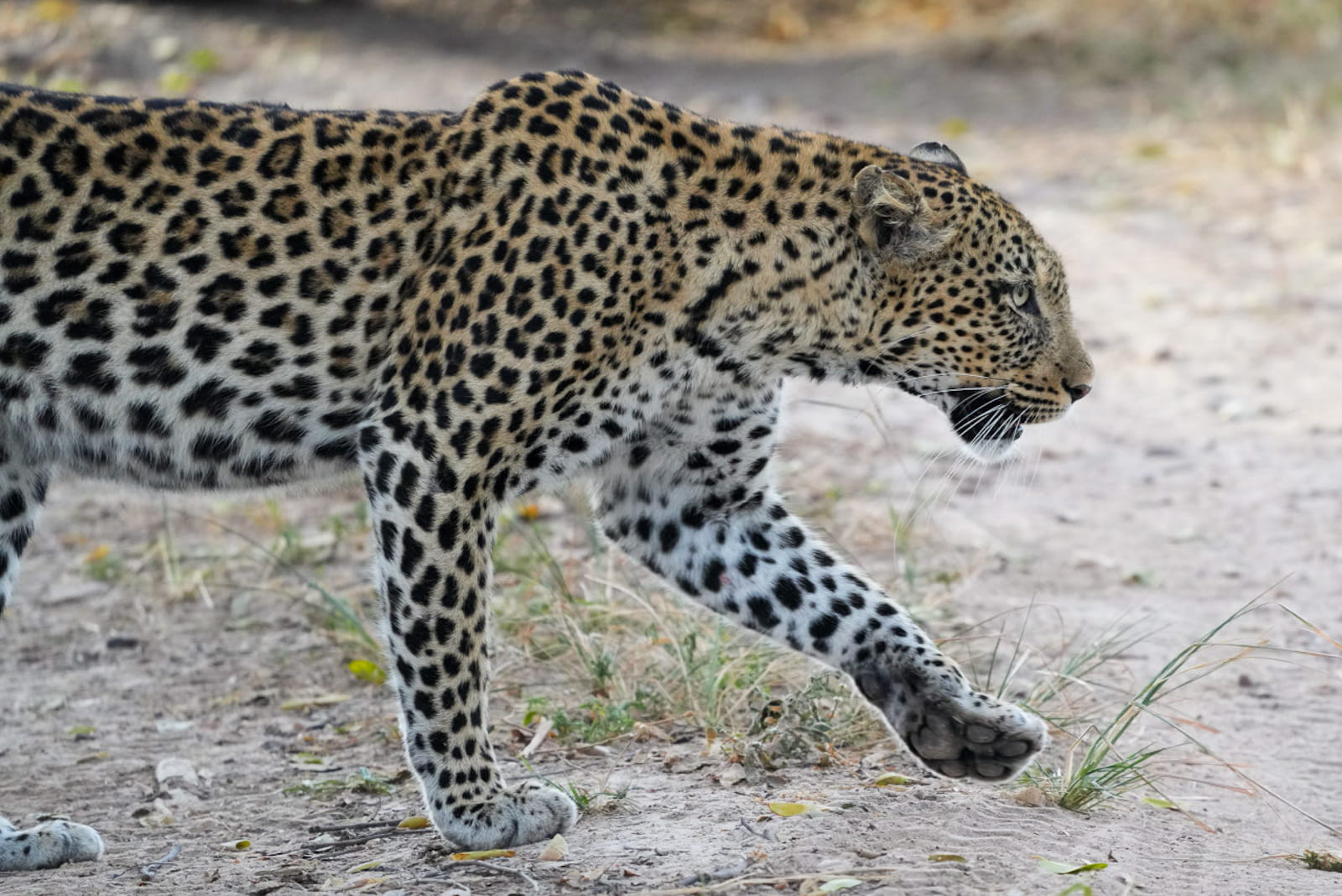 Heute Morgen haben wir bereits in der ersten Stunde eine Leopardendame mit ihrem acht Monate alten Kind in der Wildnis angetroffen.
