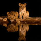Unsere neue 2024-Premium-Kenia-Fotoreise ist ab sofort online