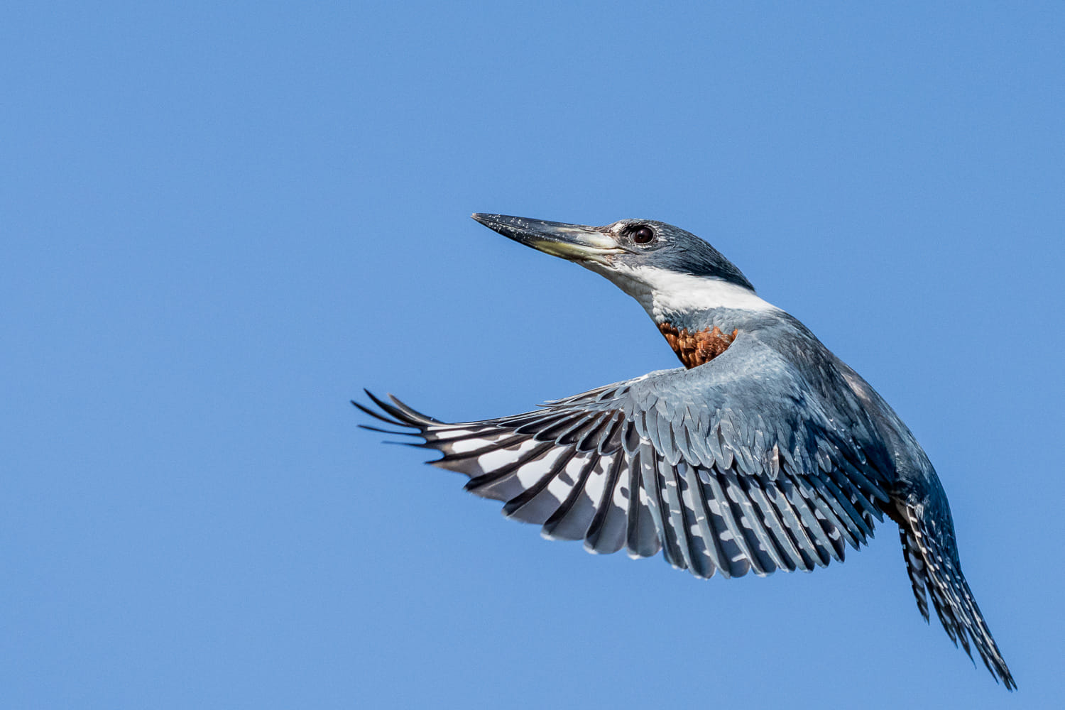 Eine der absolut schwierigsten Disziplinen in der Welt der Fotografie ist die Action-Fotografie von kleinen und schnellen Vögeln.