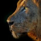 Auf nach Sambia – Hallo, Mama Afrika!  