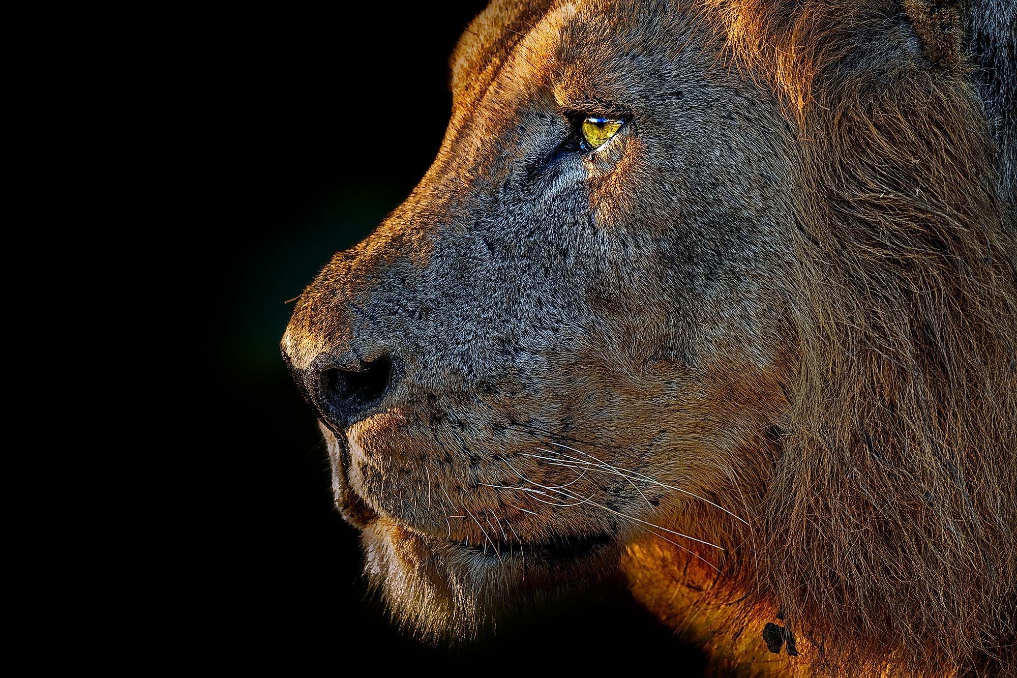 Löwe fotografiert von Benny Rebel auf einer Fotoreise durch Sambia.