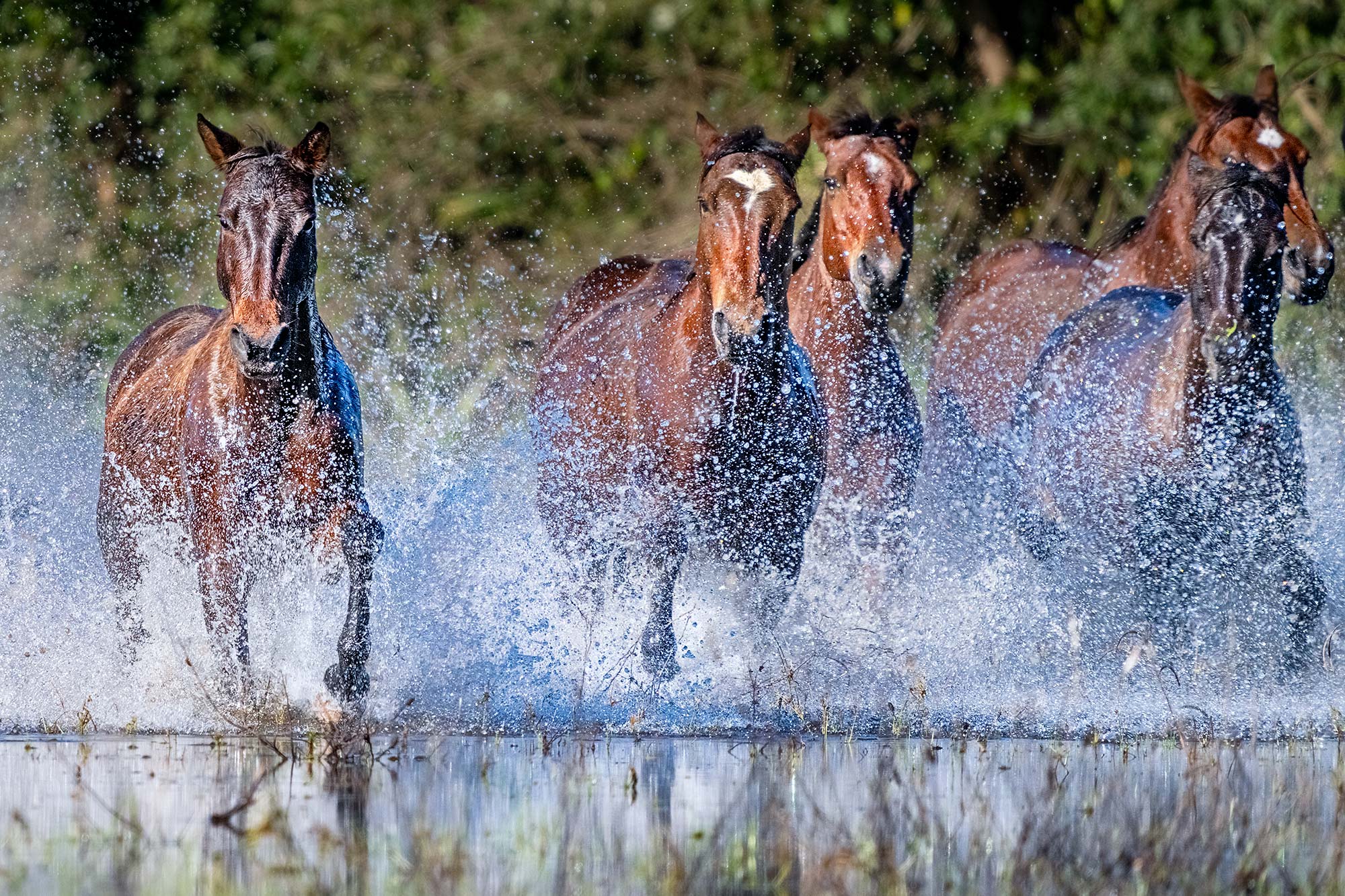Pantanal-Pferde fotografiert von Benny Rebel auf einer Fotoreise durch Brasilien.