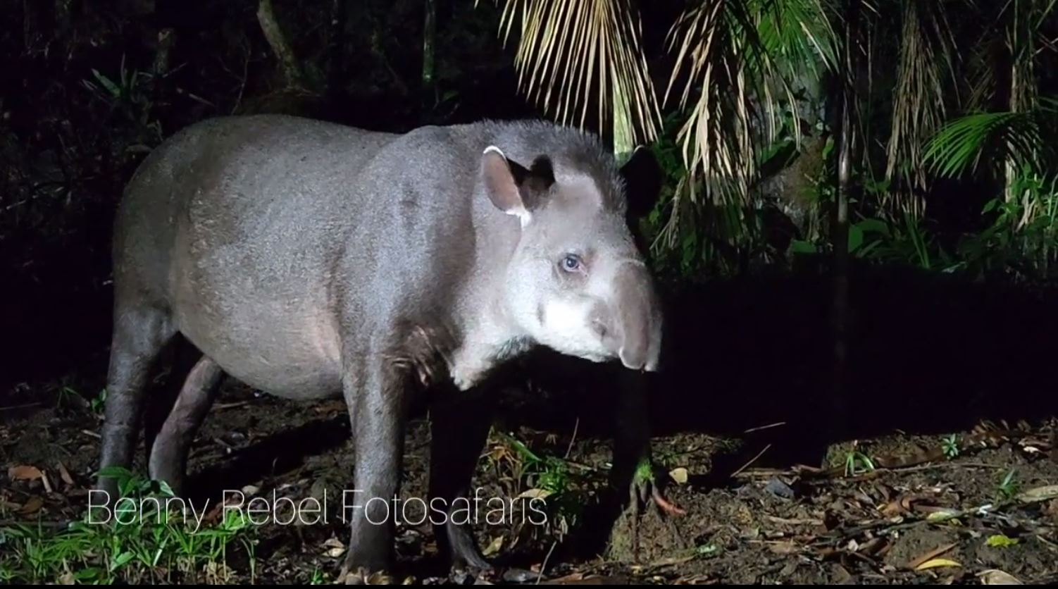 Wir bewundern gerade diese Tapir-Dame, die überhaupt nicht scheu ist. Wir befinden uns im brasilianischen Urwald