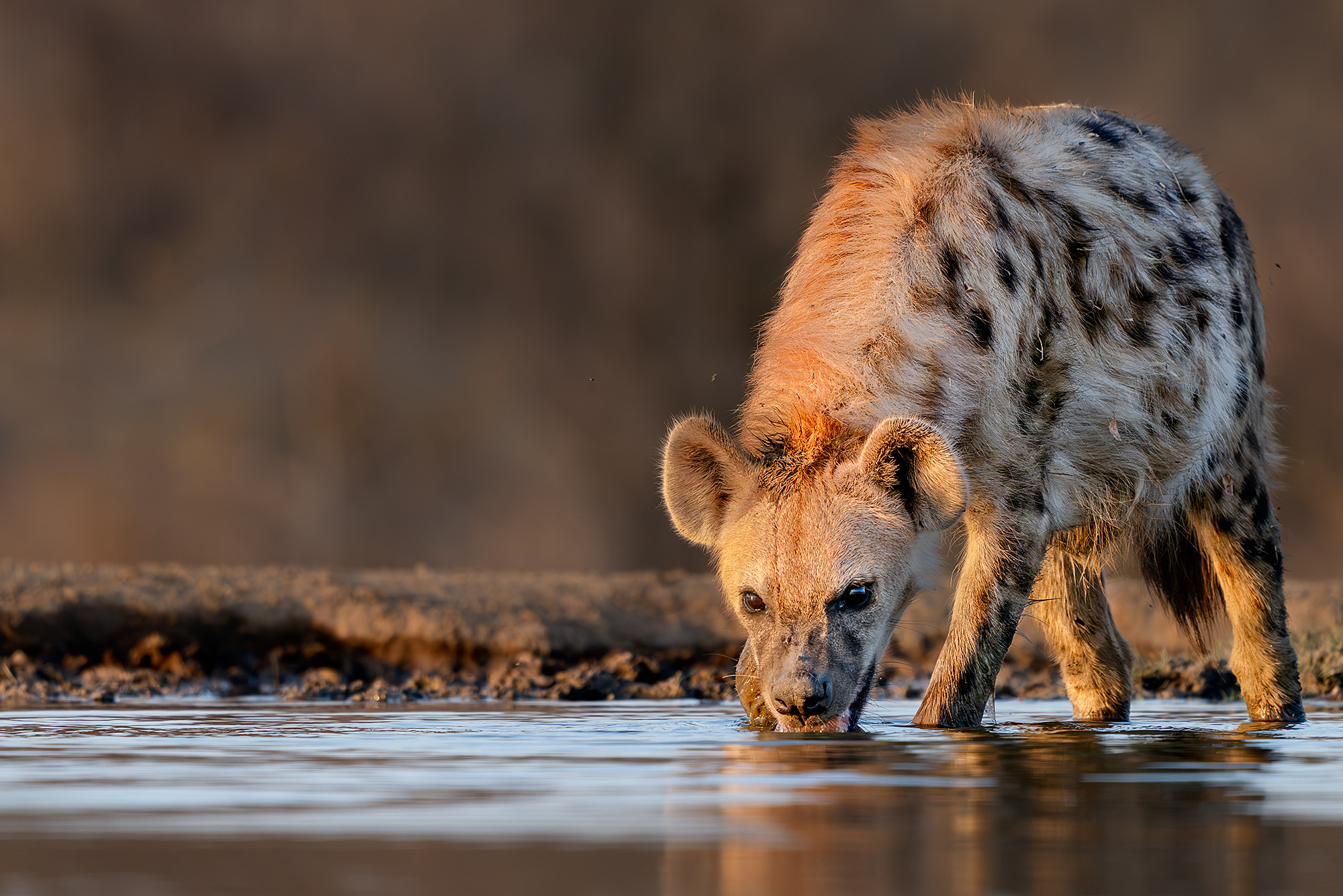 Hyäne fotografiert aus einem unterirdischen Fotoversteck von Benny Rebel auf einer Fotoreise durch Südafrika.