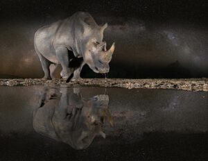 Nashorn fotografiert auf einer Fotoreise mit Benny Rebel durch Südafrika aus einem Hide.