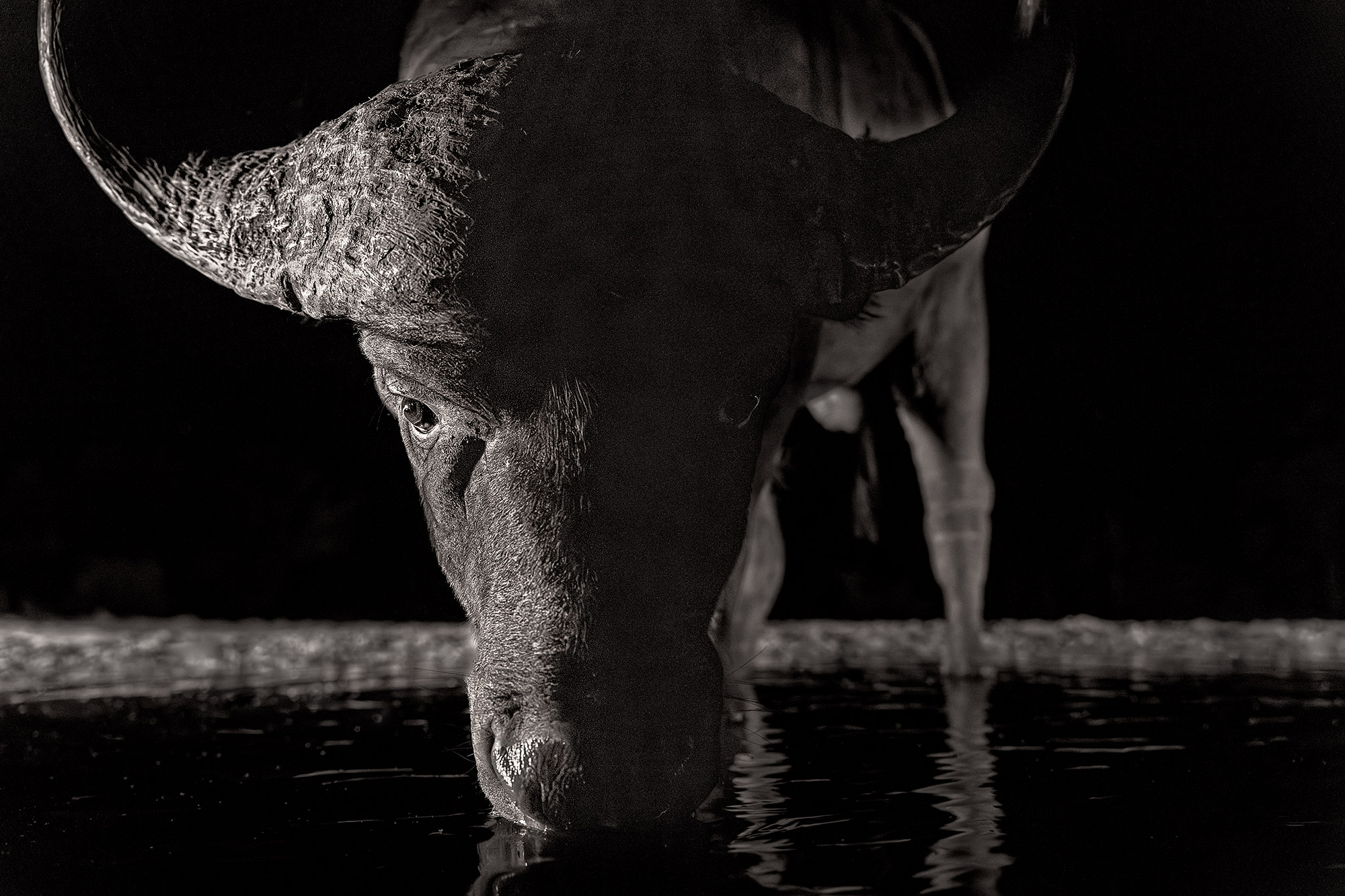 Ein Büffel trinkt Wasser in der Nacht. Fotografiert von Benny Rebel auf einer Fotosafari durch Südafrika.