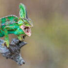 Unser heutiger Reptilien-Fotoworkshop in Südafrika
