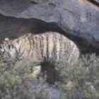 Sind Tiger-Babys zuckersüß?