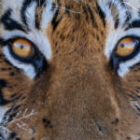 Tiger, Tiger und noch mehr Tiger in der Wildnis Afrikas