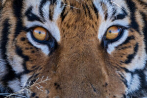 Gestern Nachmittag haben wir auf zwei Halbtags-Pirschfahrten SIEBEN verschiedene Tiger gesehen. Fotoreise durch die Wildnis Afrikas.
