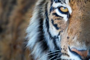 Dieses Tigerbild ist keine Ausschnittvergrößerung und ist genauso fotografiert, wie ihr es hier seht. Fotosafari durch die Wildnis Afrikas.
