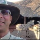 Entspannte Zebras zu Besuch in unserer Unterkunft