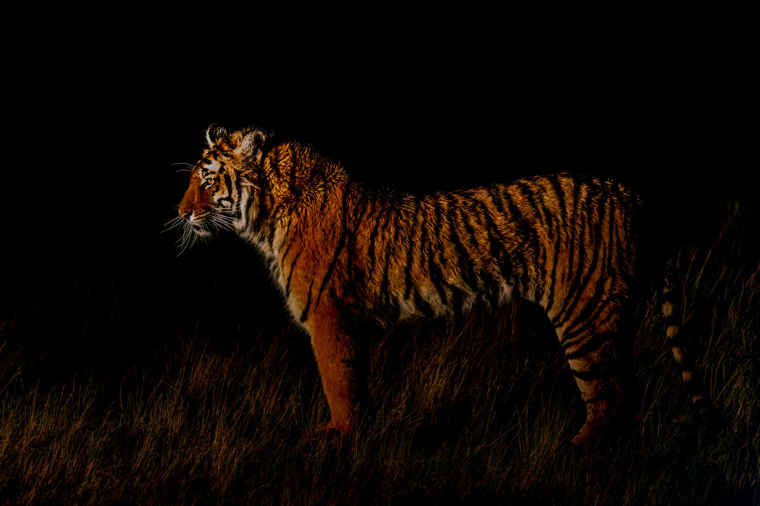 Wir fahren durch das große Reservat, wo die Tiger leben und suchen die größten Raubkatzen der Welt, um sie zu fotografieren.