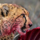 Vier Geparde töten einen Blessbock in Südafrika
