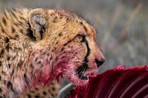 Diese Geparde leben im selben Reservat, wo wir auch die Tiger in den letzten Tagen fotografiert haben. Fotoreise durch Südafrika.