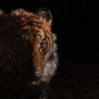 Äußerst seltene Tiger-Bilder