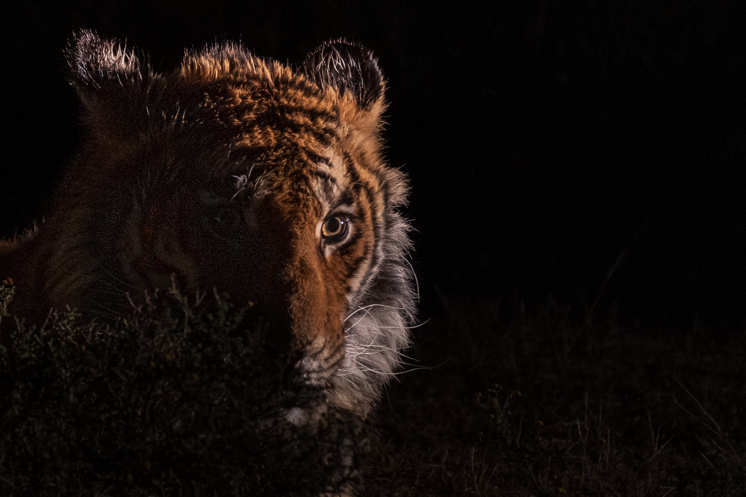 Somit war ich der erste Fotograf, der mit der Idee nach Afrika kam, Tiger in der Dunkelheit und indirekt beleuchtet zu fotografieren