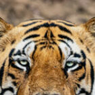 Tiger-Fotosafari in der afrikanischen Savanne