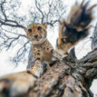 Leopard tötet die Mutter von drei Gepardenbabys und dann ….