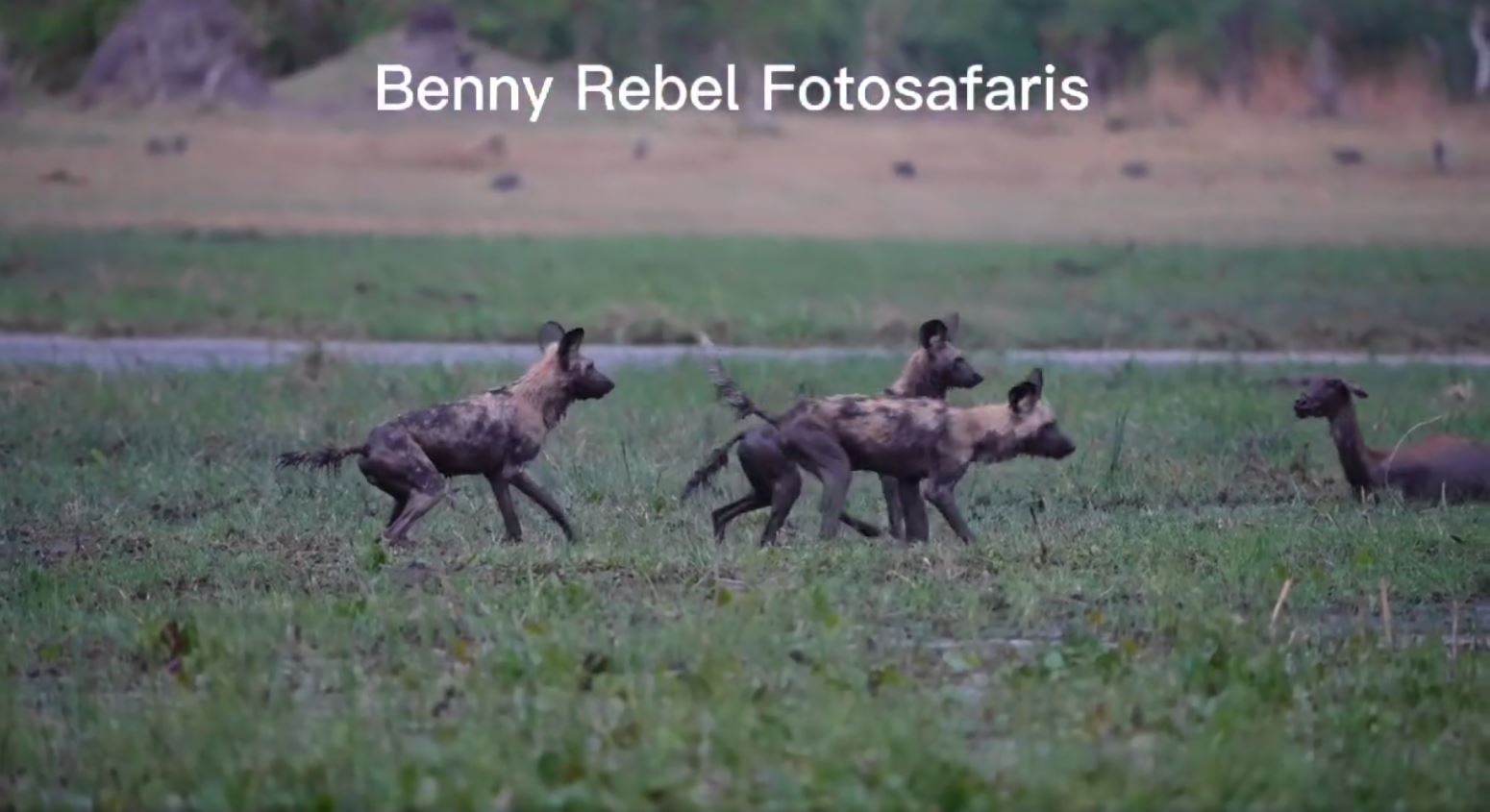 Wir finden fünf afrikanischen Wildhunde, die unterwegs sind, um ihre nächsten Mahlzeit zu finden. Fotoreise durch Botswana.
