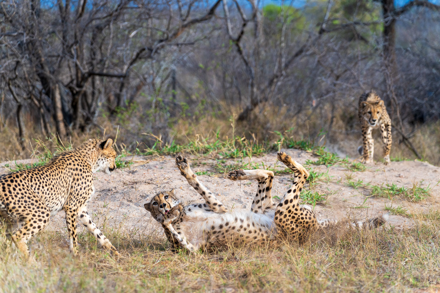 Mit den drei jungen Geparden haben wir heute viel Spaß gehabt. Unser Ranger meinte, sie spielen auch gerne mit einem Ball.