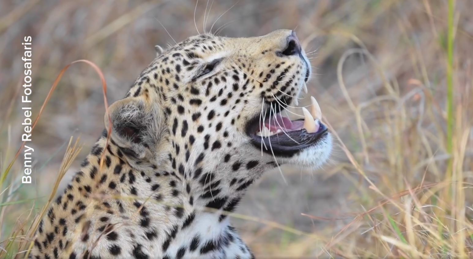 Wenn man eine Safari mit einem Leoparden starten kann, dann kann man sich sehr glücklich schätzen. Fotoreise durch Botswana.