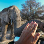 Meine Hand vor dem Elefantenrüssel