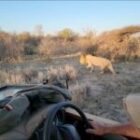 Löwen vor unserem Auto