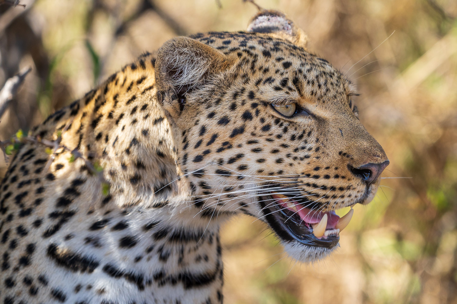 Tierfotografie Südafrika Fotoreise 8
