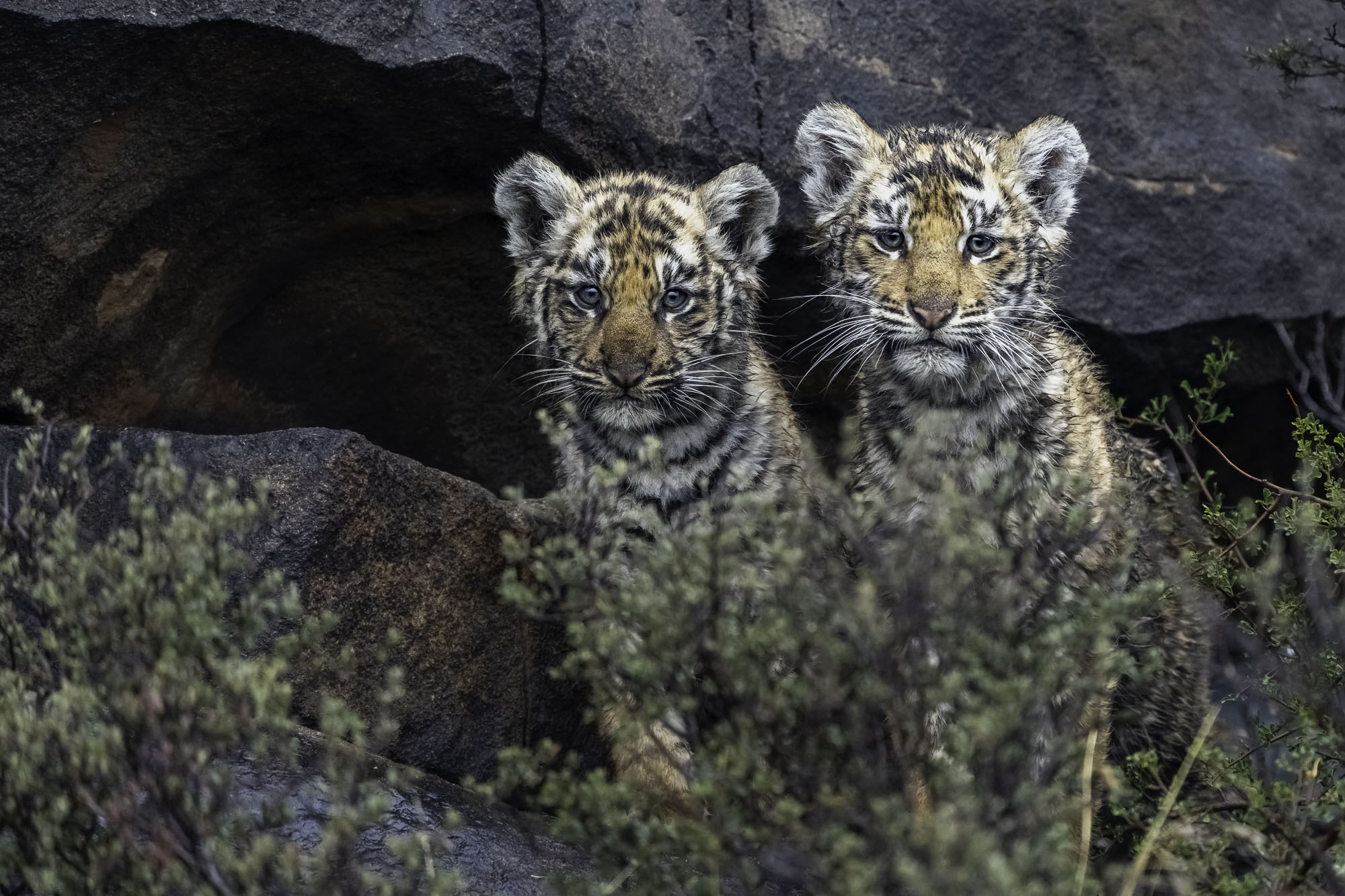 Tiger-Babys fotografiert in der Wildnis Südafrikas.