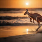 Unsere 2024-Australienreise geht bald online